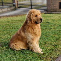 Monta GOLDEN RETRIEVER AMERICANO 100%