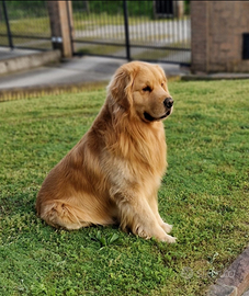 Monta GOLDEN RETRIEVER AMERICANO 100%