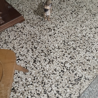 Derr chihuahua mini Toy con femmina