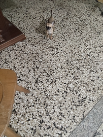 Derr chihuahua mini Toy con femmina
