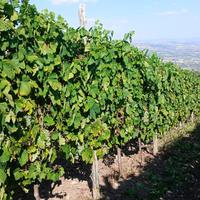 si vende uva da vino Aglianico e falanghina