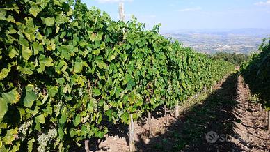 si vende uva da vino Aglianico e falanghina