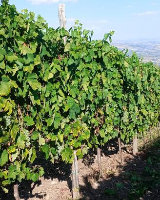 si vende uva da vino Aglianico e falanghina