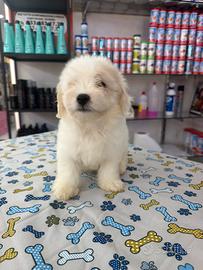 Cuccioli di maltese toy