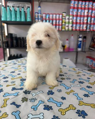 Cuccioli di maltese toy