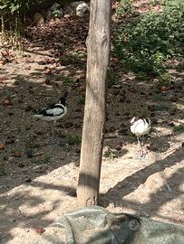 Avocette