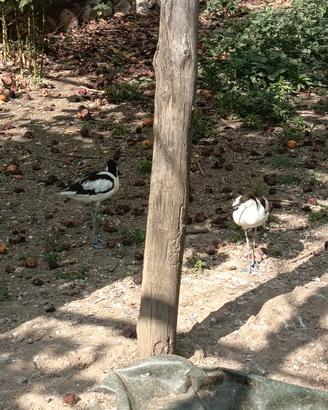Avocette