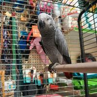 Cucciolo di cenerino beby