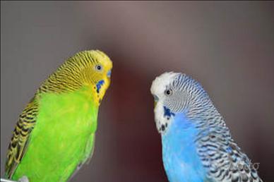 Diamantini mandarini/ pappagallini ondulati