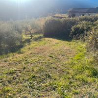 Uliveto con fabbricati