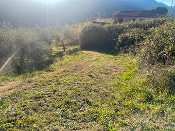 Uliveto con fabbricati