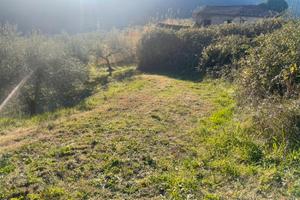 Uliveto con fabbricati