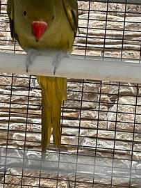 Parrocchetto dal collare