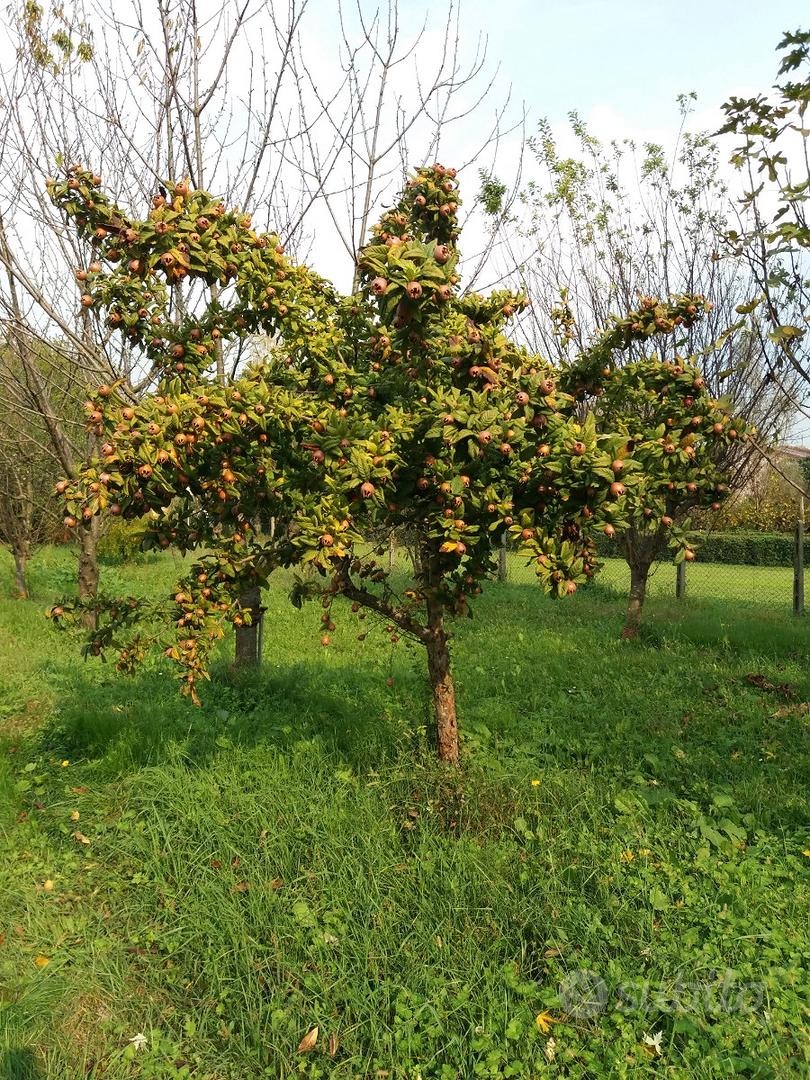 Rustico singolo Rovigo frazione (Buso) ROVIGO - Altro
