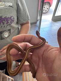 Serpente del grano
