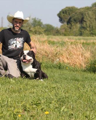 Americana Bully Pocket/ Amstaff