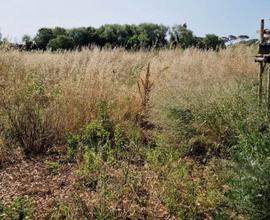 Terreno agricolo 1000mq infernetto