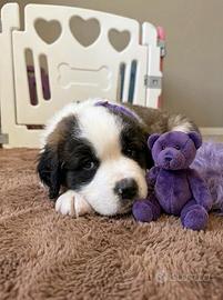 Cucciola San Bernardo femmina LOF - collare viola