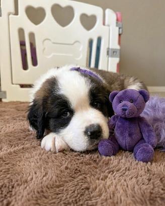 Cucciola San Bernardo femmina LOF - collare viola