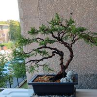 bonsai di Ginepro 