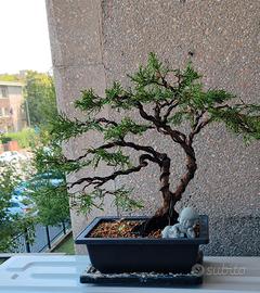 bonsai di Ginepro 