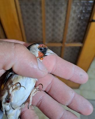 Cardellino