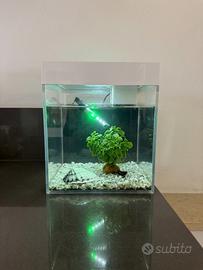 Piccolo acquario