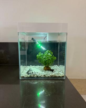 Piccolo acquario
