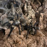 4 Tarantole Monocentropus balfouri - Socotra Blue