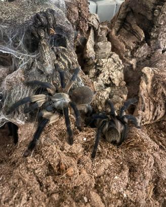 4 Tarantole Monocentropus balfouri - Socotra Blue