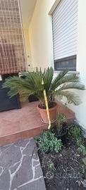 CyCAS 