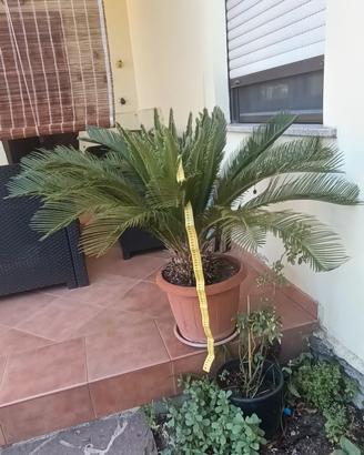 CyCAS 