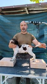 Cani Lagotto Romagnolo cuccioli
