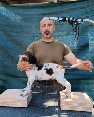 Cani Lagotto Romagnolo cuccioli