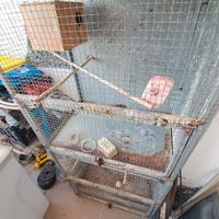 voliera per pappagalli 