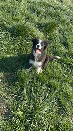 Border collie pronti