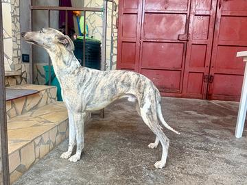 Levriero Whippet in Adozione