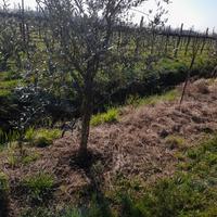 olivi di 5 anni
