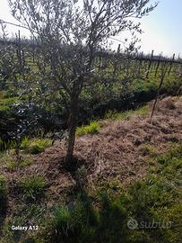 olivi di 5 anni