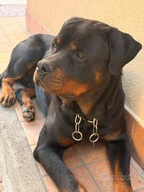 Splendido Rottweiler per Monta - Pedigree ENCI