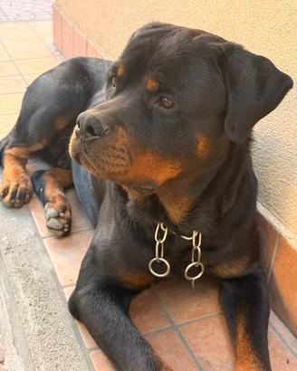 Splendido Rottweiler per Monta - Pedigree ENCI