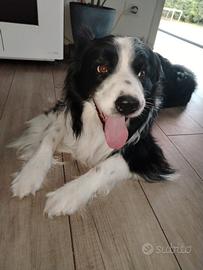 border collie