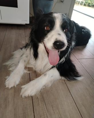 border collie