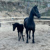 Cavalla Frisone 4 anni