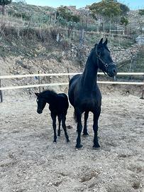Cavalla Frisone 4 anni