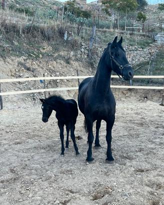 Cavalla Frisone 5 anni