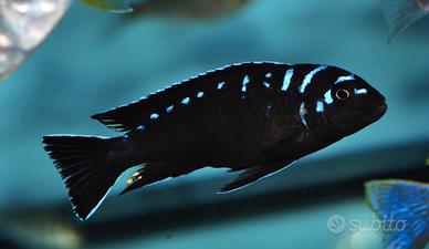 Pseudotropheus Elongatus Neon Spot