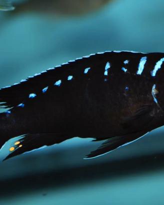 Pseudotropheus Elongatus Neon Spot