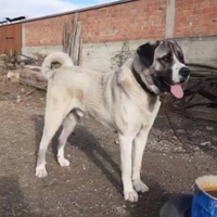 Cuccioli pastore dell'Asia centrale