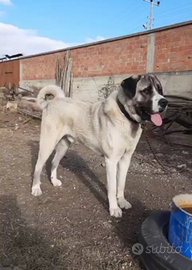 Cuccioli pastore dell'Asia centrale